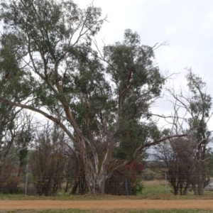 Eucalyptus blakelyi at Molonglo Valley, ACT - 29 Jun 2020