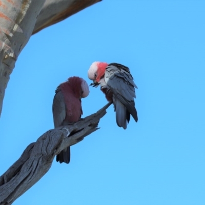 Eolophus roseicapilla (Galah) at Goorooyarroo NR (ACT) - 28 Jun 2020 by Tammy