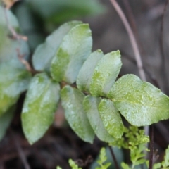 Pellaea calidirupium (Hot Rock Fern) at Stromlo, ACT - 28 Jun 2020 by Sarah2019