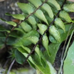 Pellaea calidirupium at Stromlo, ACT - 28 Jun 2020