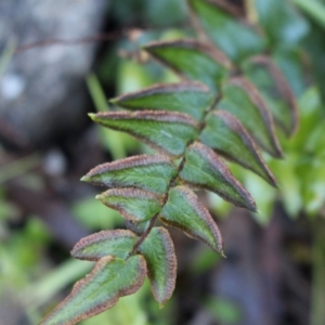 Pellaea calidirupium at Stromlo, ACT - 28 Jun 2020