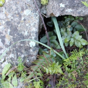 Pellaea calidirupium at Stromlo, ACT - 28 Jun 2020