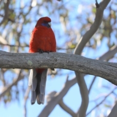 Platycercus elegans (Crimson Rosella) at Throsby, ACT - 28 Jun 2020 by Tammy