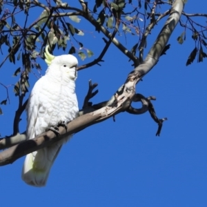 Cacatua galerita at Throsby, ACT - 28 Jun 2020