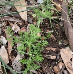Cotula australis (Common Cotula, Carrot Weed) at Weston, ACT - 29 Jun 2020 by AliceH