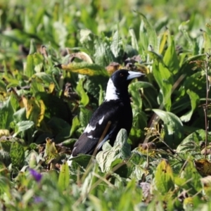 Gymnorhina tibicen at Throsby, ACT - 28 Jun 2020