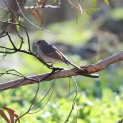 Pachycephala pectoralis (Golden Whistler) at Throsby, ACT - 28 Jun 2020 by Tammy