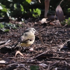 Acanthiza chrysorrhoa (Yellow-rumped Thornbill) at Throsby, ACT - 28 Jun 2020 by Tammy