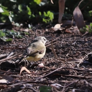 Acanthiza chrysorrhoa at Throsby, ACT - 28 Jun 2020