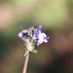 Linaria arvensis (Corn Toadflax) at Coree, ACT - 28 Jun 2020 by Sarah2019