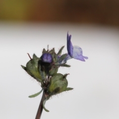 Linaria arvensis at Coree, ACT - 28 Jun 2020