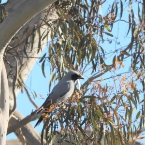 Coracina novaehollandiae at Throsby, ACT - 28 Jun 2020