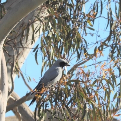 Coracina novaehollandiae (Black-faced Cuckooshrike) at Goorooyarroo NR (ACT) - 28 Jun 2020 by Tammy