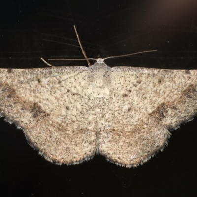 Taxeotis intextata (Looper Moth, Grey Taxeotis) at Ainslie, ACT - 25 Nov 2019 by jbromilow50