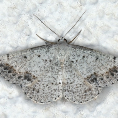 Taxeotis intextata (Looper Moth, Grey Taxeotis) at Ainslie, ACT - 25 Nov 2019 by jb2602