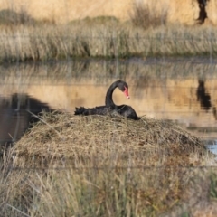 Cygnus atratus (Black Swan) at Harrison, ACT - 28 Jun 2020 by Tammy