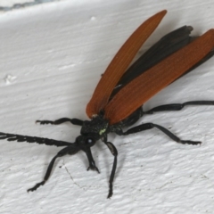 Porrostoma rhipidium (Long-nosed Lycid (Net-winged) beetle) at Ainslie, ACT - 25 Nov 2019 by jbromilow50