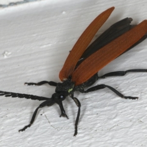 Porrostoma rhipidium at Ainslie, ACT - 25 Nov 2019