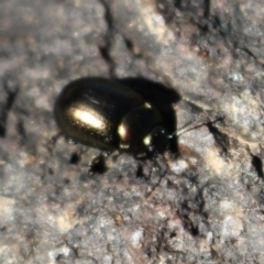 Chrysolina quadrigemina (Greater St Johns Wort beetle) at Coree, ACT - 28 Jun 2020 by Sarah2019