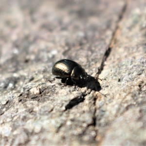 Chrysolina quadrigemina at Coree, ACT - 28 Jun 2020