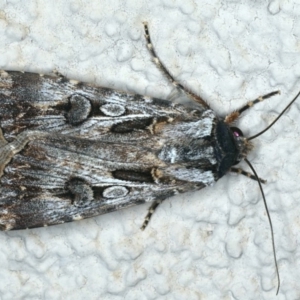 Agrotis munda at Ainslie, ACT - 25 Nov 2019 11:09 PM