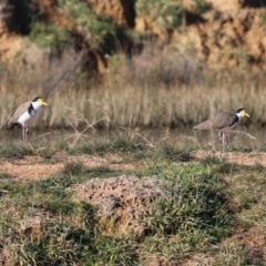 Vanellus miles (Masked Lapwing) at Harrison, ACT - 28 Jun 2020 by Tammy