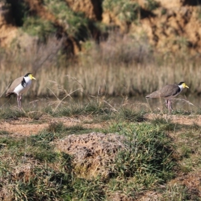 Vanellus miles (Masked Lapwing) at Harrison, ACT - 28 Jun 2020 by Tammy