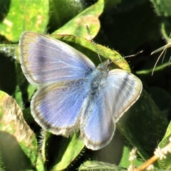 Zizina otis (Common Grass-Blue) at Stromlo, ACT - 28 Jun 2020 by Sarah2019