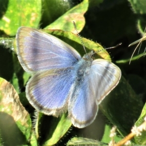 Zizina otis at Stromlo, ACT - 28 Jun 2020