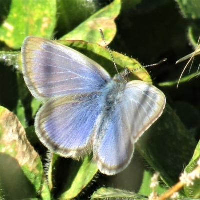 Zizina otis (Common Grass-Blue) at Woodstock Nature Reserve - 28 Jun 2020 by Sarah2019