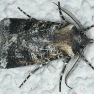 Agrotis porphyricollis at Ainslie, ACT - 25 Nov 2019 10:15 PM