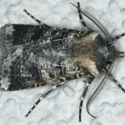 Agrotis porphyricollis (Variable Cutworm) at Ainslie, ACT - 25 Nov 2019 by jb2602