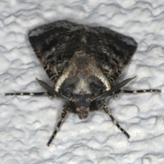 Agrotis porphyricollis at Ainslie, ACT - 25 Nov 2019 10:15 PM