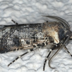 Agrotis porphyricollis at Ainslie, ACT - 25 Nov 2019 10:15 PM