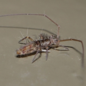 Collembola sp. (class) at Acton, ACT - 26 Jun 2020