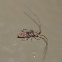 Collembola (class) at Acton, ACT - 26 Jun 2020 01:46 PM
