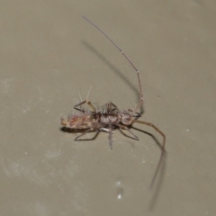 Collembola sp. (class) at Acton, ACT - 26 Jun 2020