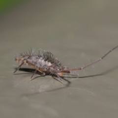 Collembola sp. (class) at Acton, ACT - 26 Jun 2020