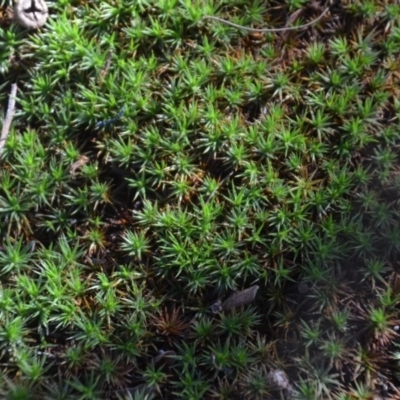 Pottiaceae (family) (A moss) at Wamboin, NSW - 22 Apr 2020 by natureguy