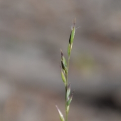 Rytidosperma (genus) (Wallaby Grass) at Wamboin, NSW - 22 Apr 2020 by natureguy
