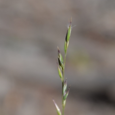 Rytidosperma (genus) (Wallaby Grass) at Wamboin, NSW - 22 Apr 2020 by natureguy