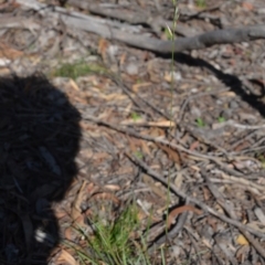Rytidosperma sp. at Wamboin, NSW - 22 Apr 2020