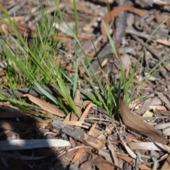 Rytidosperma sp. at Wamboin, NSW - 22 Apr 2020