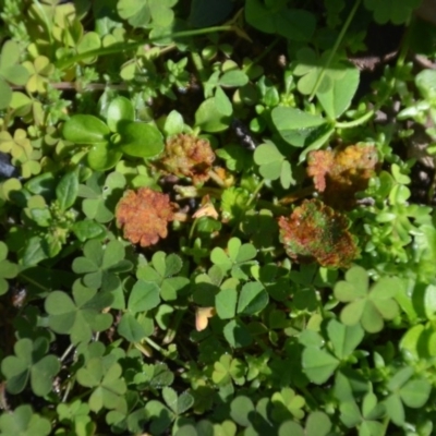 zz rusts, leaf spots, at Wamboin, NSW - 22 Apr 2020 by natureguy