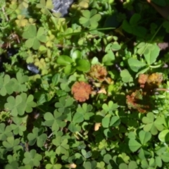 zz rusts, leaf spots, at Wamboin, NSW - 22 Apr 2020