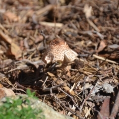 Chlorophyllum/Macrolepiota sp. (genus) at Wamboin, NSW - 22 Apr 2020 by natureguy