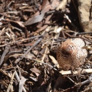 Chlorophyllum/Macrolepiota sp. (genus) at Wamboin, NSW - 22 Apr 2020