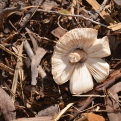 Chlorophyllum/Macrolepiota sp. (genus) at Wamboin, NSW - 22 Apr 2020