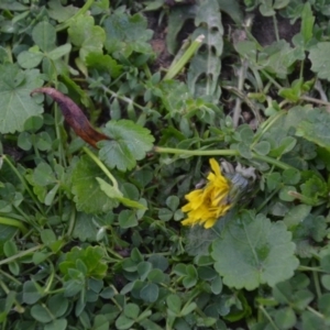 Taraxacum sp. at Wamboin, NSW - 22 Apr 2020