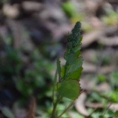 Chenopodium album (Fat Hen) at Wamboin, NSW - 22 Apr 2020 by natureguy